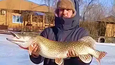 Галлерея 1 фото 1 Новый рекорд на нашем пруду: поймана щука-гигант весом 8 кг! галлерея 1 фото 1