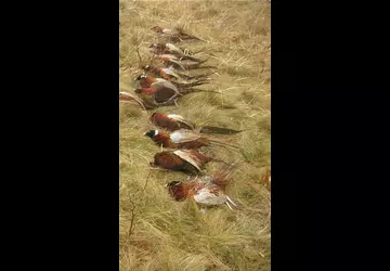 Охота в Астрахани Дом Солнца фото 19