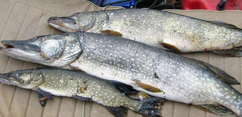 Календарь рыбалки в Астрахани